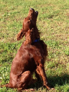 Dog walking